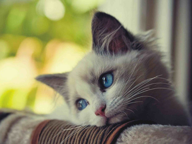 Cat Depression