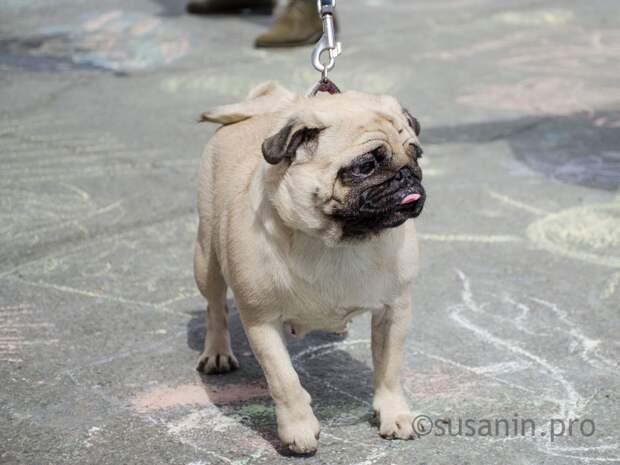Штрафы могут ввести в Удмуртии за выгул собак в неположенных местах