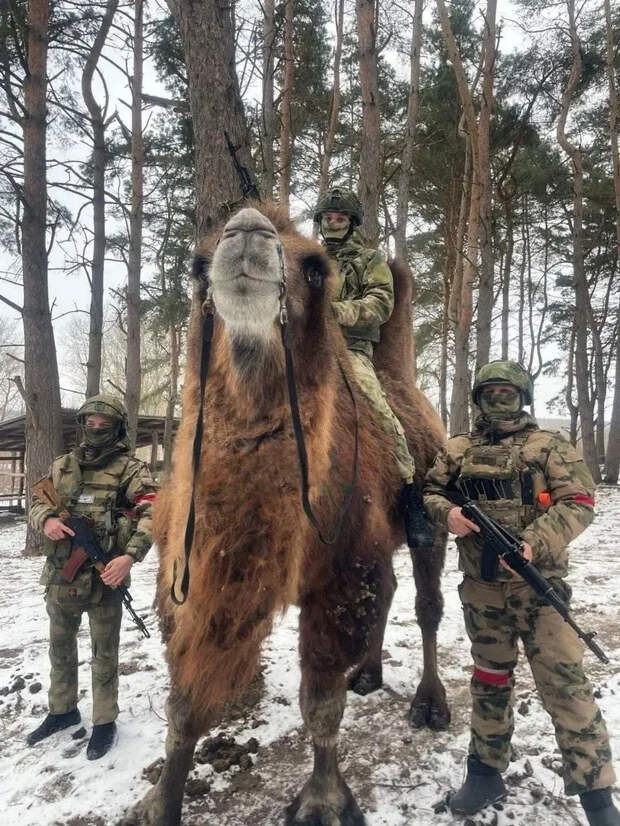 Как, зачем и почему в зоне СВО появились «боевые ослы»