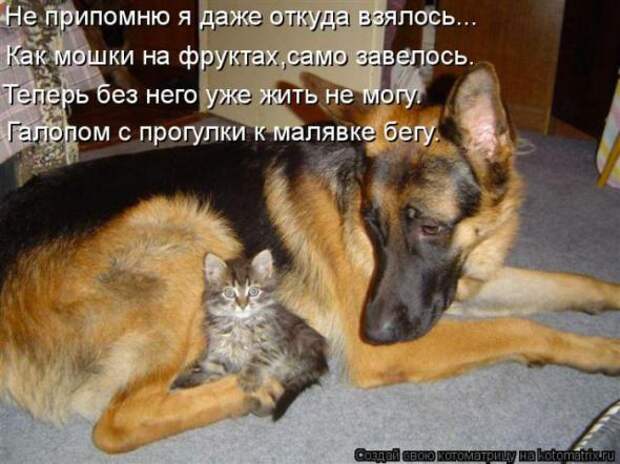 Котоматрицы (картинки с надписями)