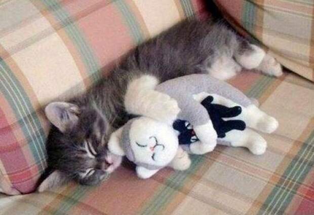 lolcats10 100 лучших фотографий кошек всех времен и народов