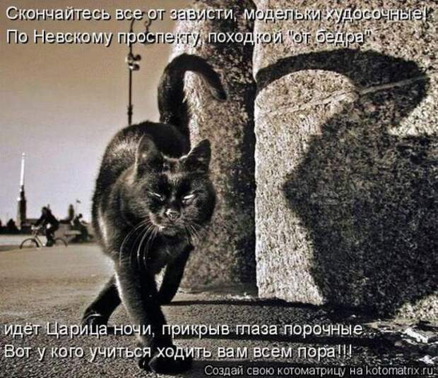 Котоматрицы(картинки с надписями)