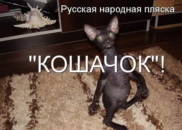 Веселуха)))) #котики, #приколы, #смешные