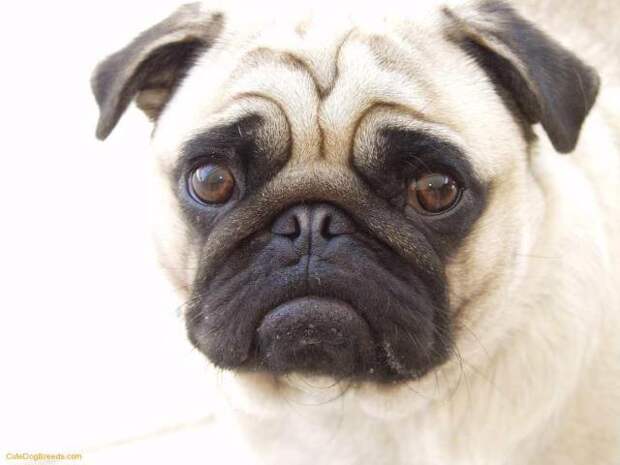 Cute Pug St. Patrick's Day - Pugs Photo (33839565) - Fanpop fanclubs