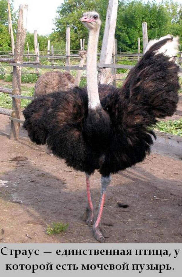 Интересности обо всем