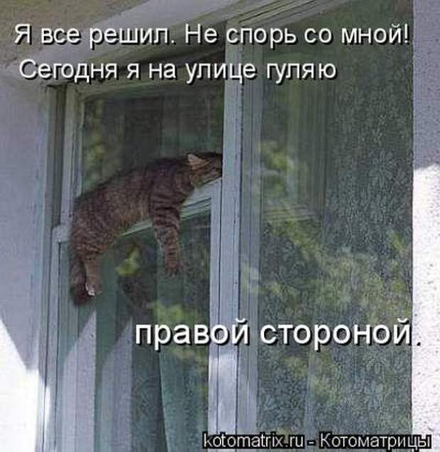 Котоматрицы(картинки с надписями)