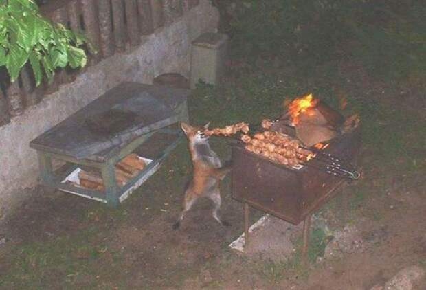 Прикольные картинки (85 фото)