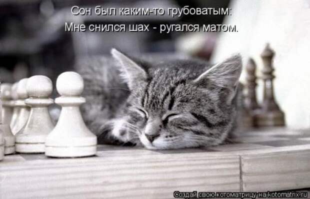 Котоматрицы (картинки с надписями)