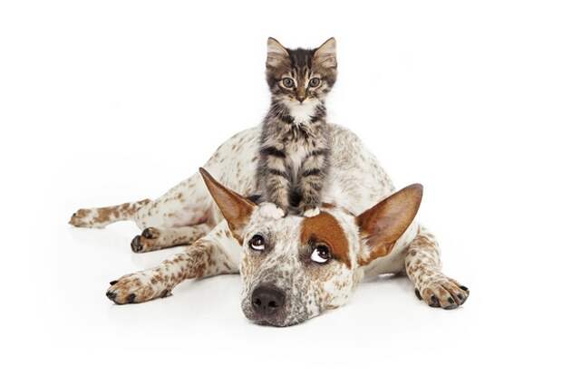 cat dog Веселая семейка: как подружить домашних питомцев Фото 1