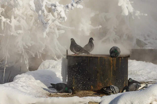 Прогноз погоды на 24-25 января в Новосибирске сделали синоптики