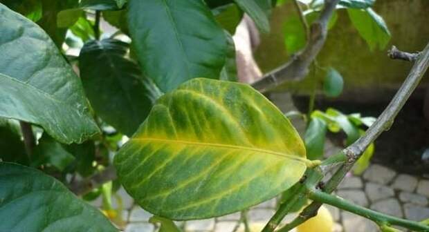 Листья лимона опадают также при низкой температуре