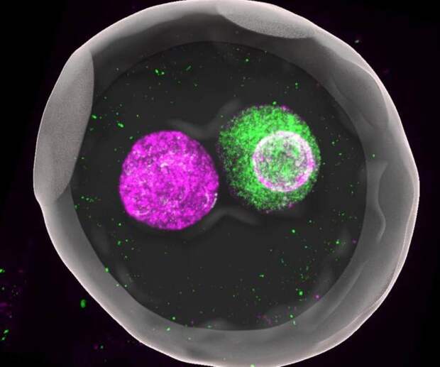 Почему в оплодотворённой яйцеклетке два ядра не сливаются сразу