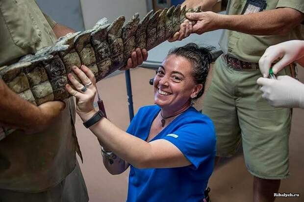 крокодил у ветеринара