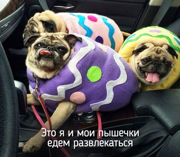 Не отличить даже при ближайшем рассмотрении — 20 животных, которые ведут себя совсем как я! Не отличить даже при ближайшем рассмотрении — 20 животных, которые ведут себя совсем как я!
