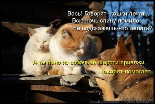 Котоматрицы(картинки с надписями)