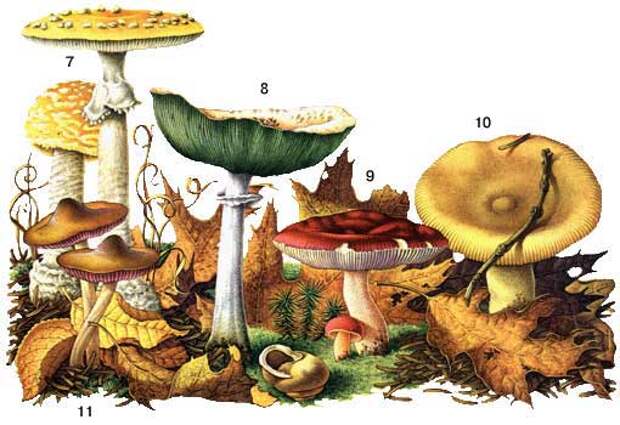 Определитель грибов, как отличить съедобные грибы, как отличить ядовитые грибы, календарь грибника, грибной календарь, календарь грибника на 2014 год, календарь грибника на лето, календарь грибника на осень, когда собирать грибы