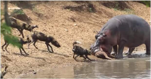 Бегемот утопил антилопу, пытаясь переправить её на другой берег антилопа, бегемот, видео, жесткость, животные, юар