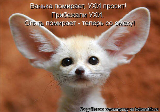 kotomatritsa_7F (640x449, 216Kb)