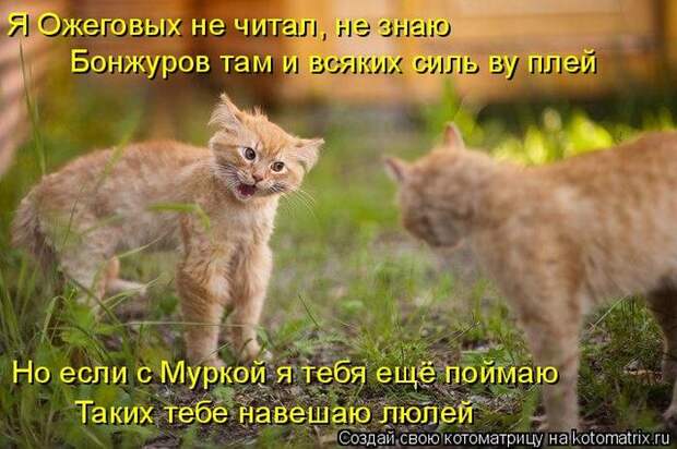Лучшие котоматрицы недели (50 фото)
