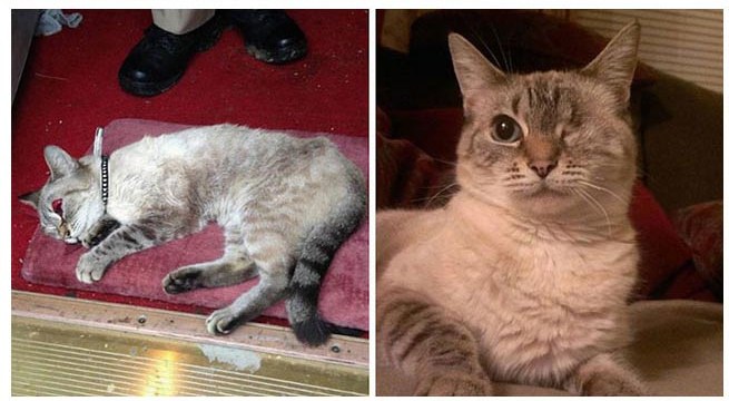20 фото кошек до и после спасения: они точно растопят ваше сердце