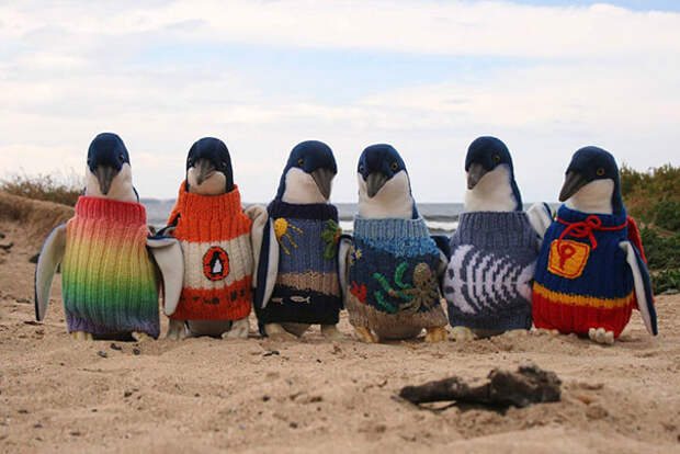 4. В Австралии есть человек, который вяжет свитеры пингвинам. Работа мечты! животные, зима, милота, свитер