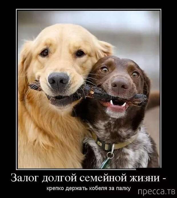 Прикольные демотиваторы с надписями. Подборка chert-poberi-dem-chert-poberi-dem-35340324052020-2 картинка chert-poberi-dem-35340324052020-2