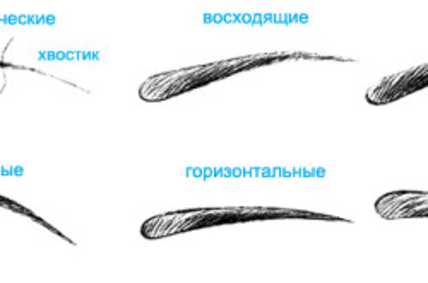 Фото 2. Виды и строение бровей