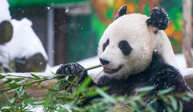 Зимой все желающие могут понаблюдать за обитателями Московского зоопарка онлайн