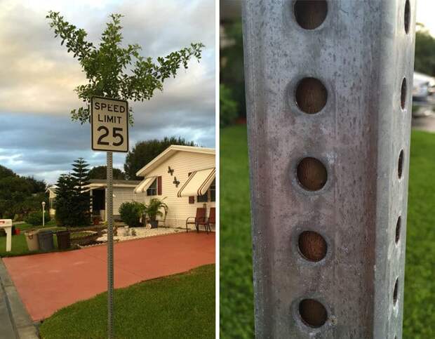 I Found A Tree Growing Through Speed Limit Sign I Found A Tree Growing Through Speed Limit Sign