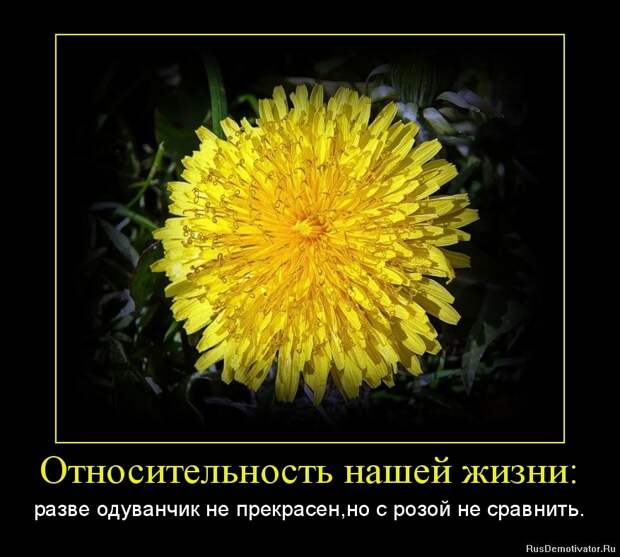 Относительность нашей жизни: - разве одуванчик не прекрасен,но с розой не сравнить.