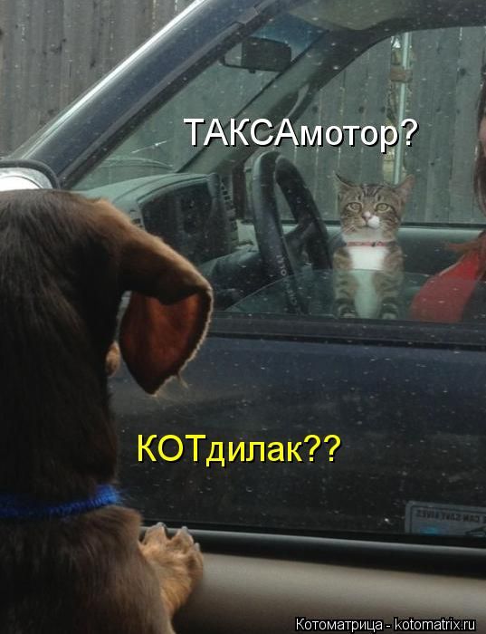 Котоматрицы(картинки с надписями)