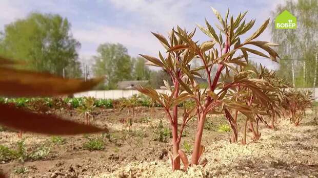 Каким садовым инструментом рыхлить пионы