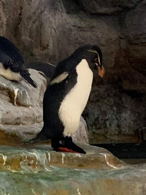 Работники зоопарка сделали обувь пингвину, чтобы облегчить ему жизнь