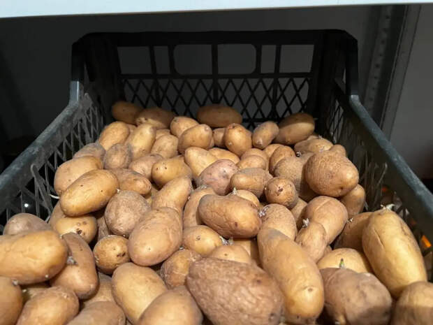 Загубите урожай до цветения: 5 мест, где нельзя сажать картошку ни в коем случае