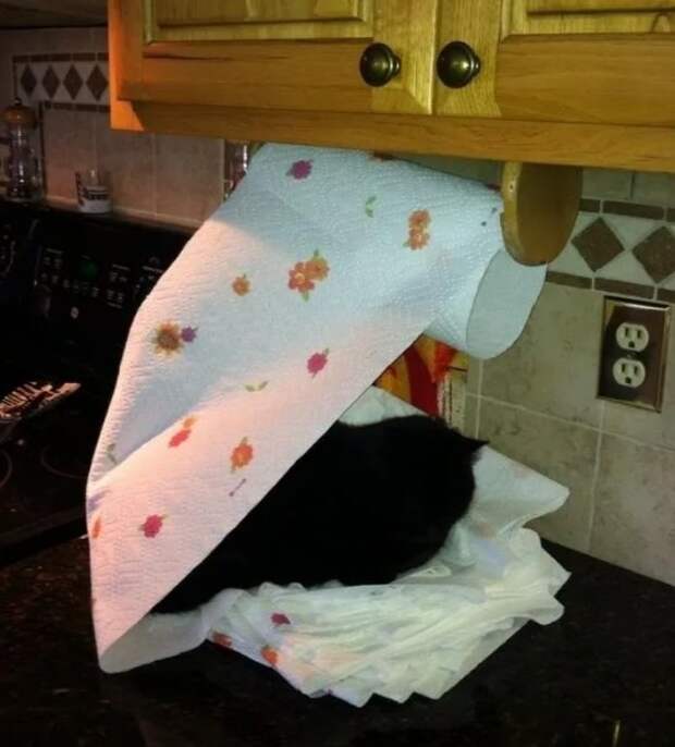 19 фотографий, которые доказывают, что кошки всегда будут делать все, что им хочется