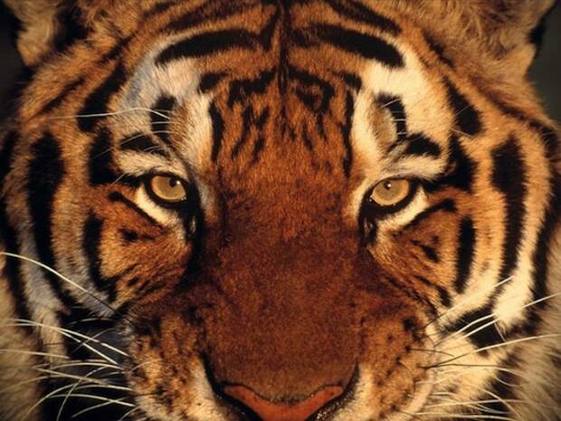Картинки по запросу тигр