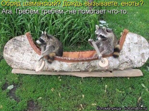 Лучшие котоматрицы недели (50 фото)