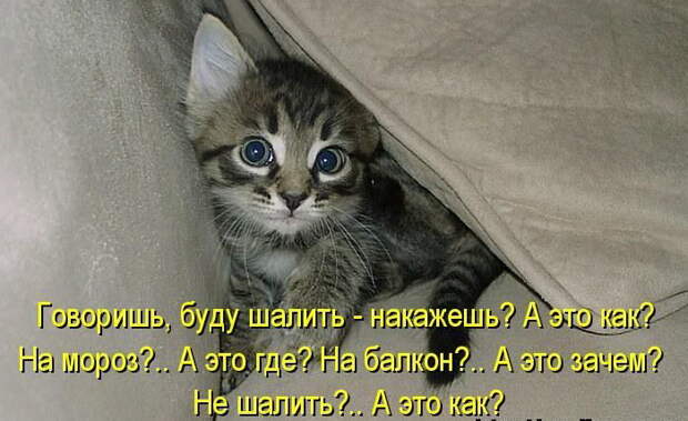 Котоматрицы (50 штук) Котоматрицы (50 штук)