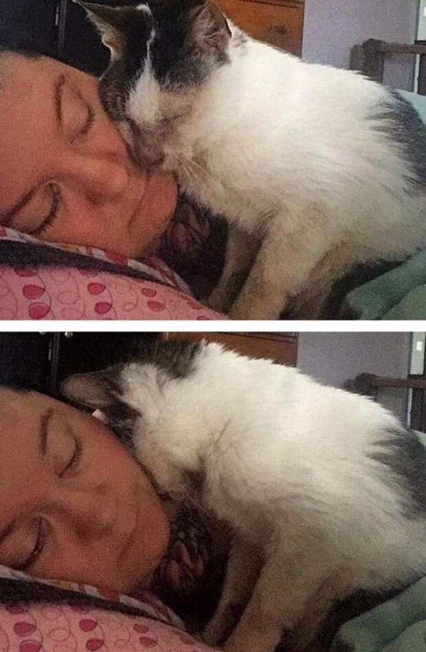 Без кота и жизнь не та