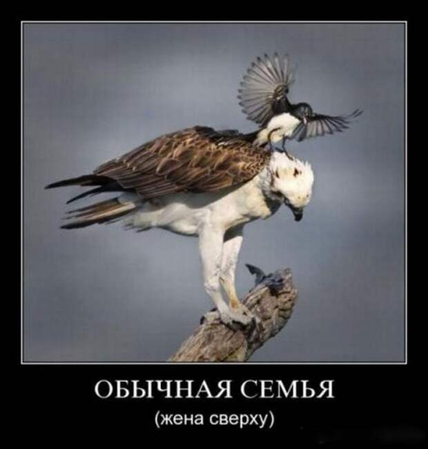 Про женщин в демотиваторах (50 фото)