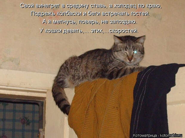 kotomatritsa_Bi (700x524, 346Kb)