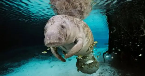 Мифологические существа, которые существовали в действительности