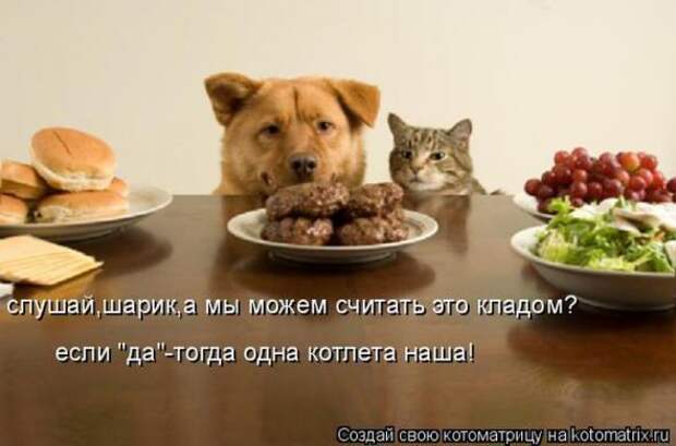 Котоматрицы(картинки с надписями)