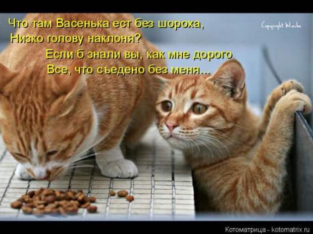 Котоматрицы (картинки с надписями)