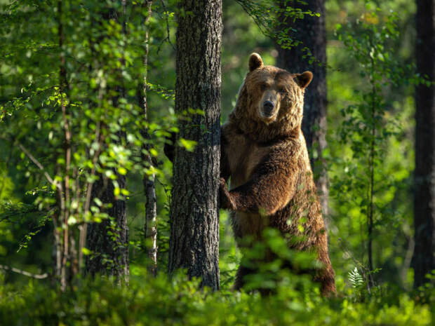 Косолапому приходится много кушать. /Фото: funart.pro.