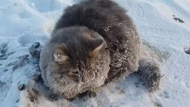 кошка застряла лапами во льду, кошка примерзла лапами ко льду