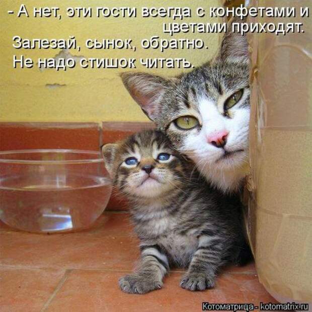 Котоматрицы(картинки с надписями)