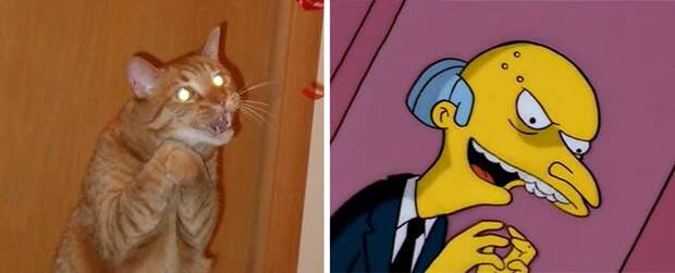 cat look like, коты похожие на знаменитостей, коты похожие на нечто другое