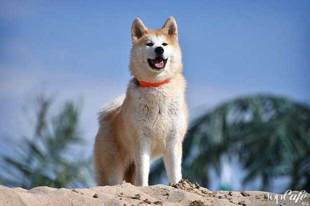 Акита-ину - одна из популярных пород бойцовских собак