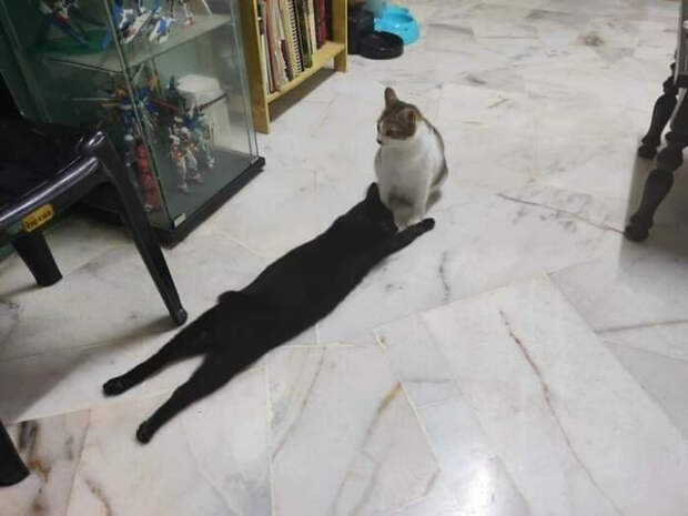 Милые и забавные животные, которые заряжают позитивом